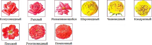 характерные формы цветков различных сортов роз