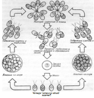 жизненный цикл chlamydomonas reinhardi