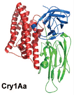 трехмерная кристаллическая структура cry-токсинов на примере cry3aa и cry1aa. домен i показан красным цветом, домен ii - зеленым, домен iii - синим. (по pigott, ellar, 2007)