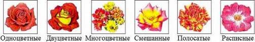 окраска цветков роз, характерная для различных сортов