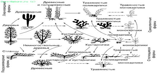 параллельные ряды жизненных форм покрытосеменных растений и их предполагаемые связи (по и. г. серебрякову, 1955)