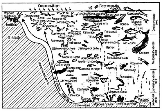 профиль океана и его обитатели (по н. н. моисееву, 1983)