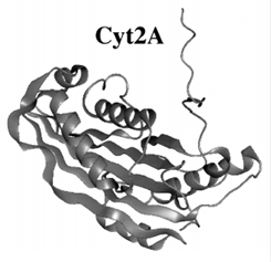трехмерная структура cyt-токсинов на примере cyt2a (по schnepf et al., 1998)