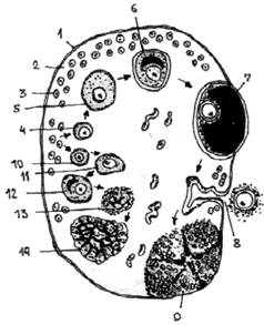 схематический разрез яичника самки млекопитающего