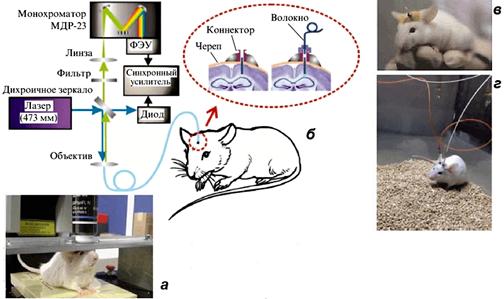 технологии для нейробиологических исследований на живых животных