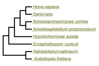реконструкция филогенетического древа по tf-ii. fungi