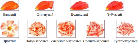 основные формы лепестков и характеристика цветка по количеству лепестков