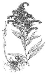 зовнішній вигляд рослин виду solidago canadensis l. (золотарник канадський)