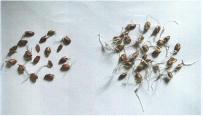 прорастающие семена 2-ой удельно-тяжелой фракции сортообразца озимой мягкой пшеницы авангардная, имеющие силу роста 88 %, количество семян с толстыми оболочками - 9 %(зародыш растет под оболочкой)