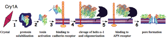 схема действия д-эндотоксина на клетку-мишень на примере cry1а токсина по модели bravo (по soberon, bravo, 2008)