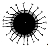 статобласт cristatella mucedo. вокруг центральной массы видно плавательное кольцо, состоящее из хитиновых камер, наполненных газом, и хитиноидные крючочки (по догелю)