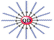 схематичное строение гибридного соединения qd-l и механизма управления люминесценцией