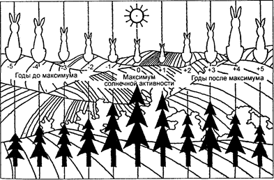 принципиальная схема прироста леса и размножения животных (зайца-беляка) в разные годы солнечного цикла (по стетсену)