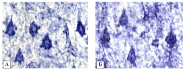 активность надн-дг в нейронах 5 слоя фронтальной коры[16]
