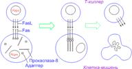 зависимый от fas-рецептора апоптоз клетки-мишени при действии цитотоксического т-лимфоцита (т-киллера)