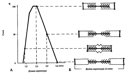 зависимость между силой сокращения, длиной саркомера и степенью перекрывания актиновых и миозиновых нитей