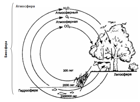 круговороты воды, кислорода и углекислого газа (по п. клауду и а. джибору, 1972)