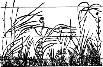 ярусность растительности луговой степи (по в.в. алехину, а.а. уранову, 1933)