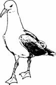 вертикальная поза угрозы у серебристой чайки