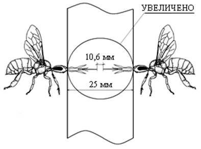 фрагмент технологической комбинированной перегородки с гарантированным зазором, предохраняющим от контакта хоботками пчелиных особей соседних семей