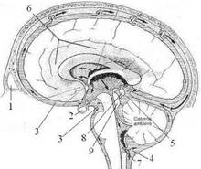 цистерны, пазухи и структуры мозга
