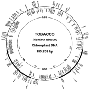 генетическая карта хлоропластной днк табака