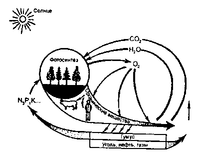 биотический (биологический) круговорот веществ в экосистеме (по а. и. воронцову, н. 3. харитоновой, 1979)