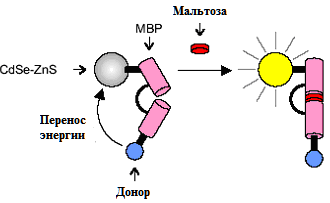 присоединение мальтозы к mbp отдаляет рутениевый донор от кт, предотвращая перенос электрона и обеспечивая 