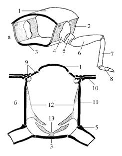 схема строения грудного сегмента насекомого