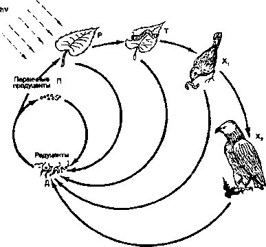 структурные циклы биотического круговорота (по т. а. акимовой, в. в. хаскину, 1994). пояснения