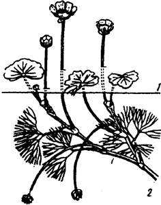 гетерофилия у водного лютика разнолистного ranunculus diversifolius (из т, г. горышиной, 1979)