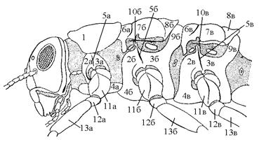 схема строения и подразделения на склериты груди насекомого (по шванвичу)