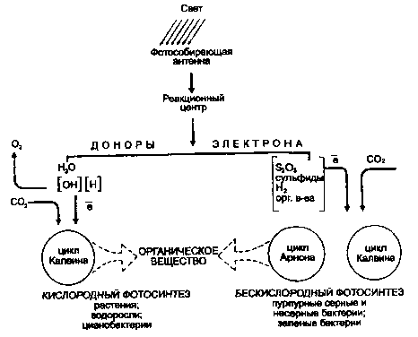 схема фотосинтеза у растений, водорослей и бактерий