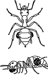 форезия клещей на насекомых (по w. jacobs, м. renner, 1974)