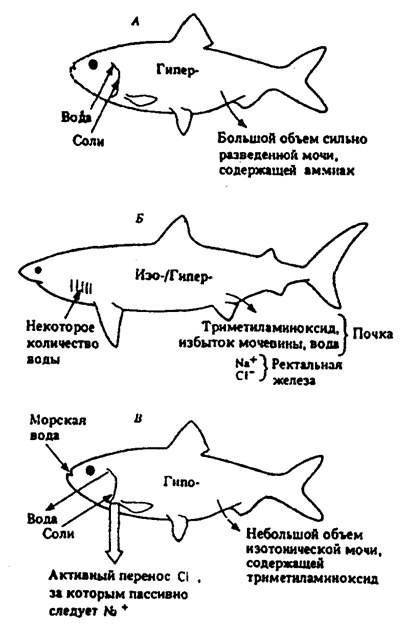 экскреция и осморегуляция у пресноводных костистых рыб (а), пластинчатожаберных (б) и морских костистых рыб (в)