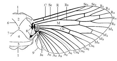 схема среднеспинки и прикрепления крыла