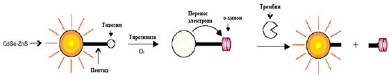 ферментативная активность тирозиназы, окисляющей тирозин до о-хинона на поверхности кт cdse-zns, и последующее тушение люминесценции кт о-хинолином