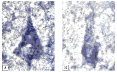 активность сдг в нейронах 5 слоя фронтальной коры[16]