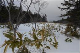 курильский бамбук, прорастающий из-под снега [13]