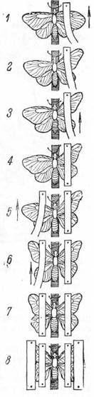 последовательность работы по расправлению бабочки