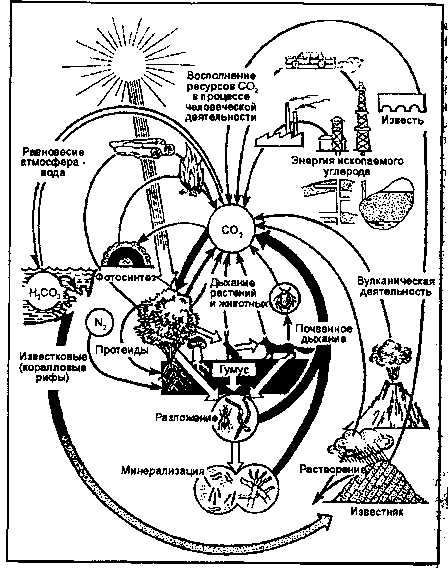 круговорот углерода (по и. п. герасимову, 1980)