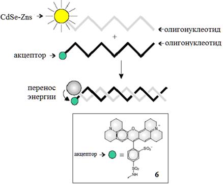 гибридизация олигонуклеотидов, связанных с кт cdse-zns и соответствующим акцептором, приводит к переносу энергии от квантовой точки к красителю и тушению люминесценции точки