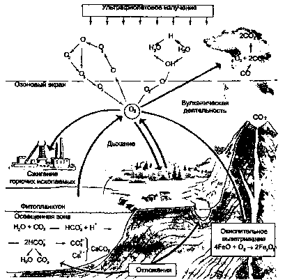 круговорот кислорода (по е. а. криксунову и др., 1995)