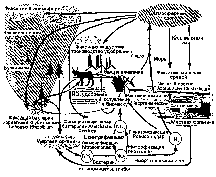 круговорот азота (по ф. рамаду, 1981)