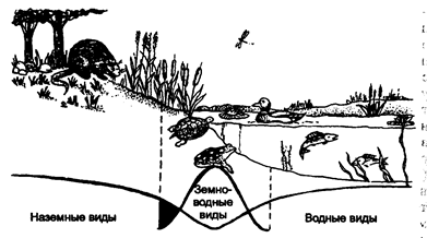 переходная (пограничная) зона между наземными и водными биоценозами (по б. небелу, 1993)