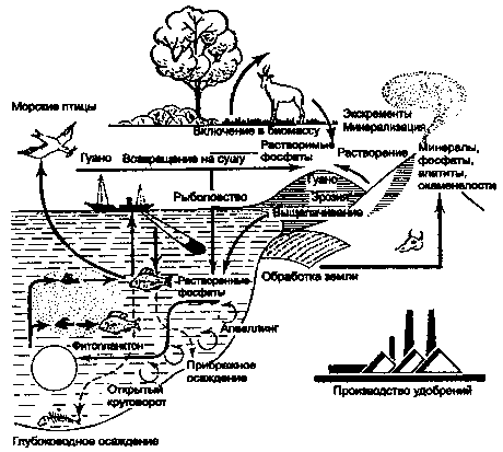 круговорот фосфора (по ф. рамаду, 1981)