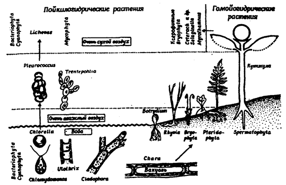 приспособление водного обмена растений к наземному образу жизни (из в. лархера, 1978)