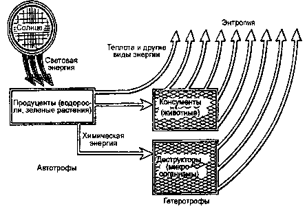 поток энергии в экосистеме (по ф. рамаду, 1981)