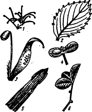 типы гуттации у разных растений (по а.м. гродзинскому, 1965)