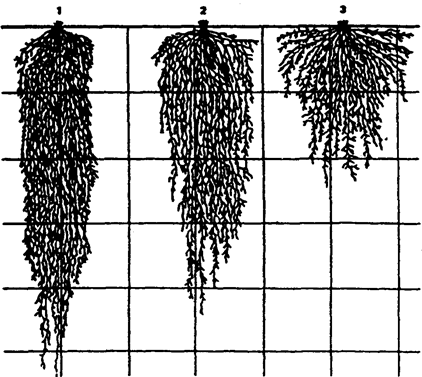 корневая система озимой пшеницы (по в. г. хржановскому и др., 1994)